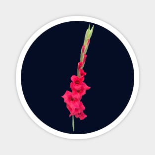 Gladiolus Magnet